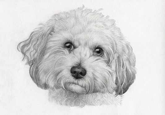 Pencil Custom Pet Portrait - Jolly Pet Portraits